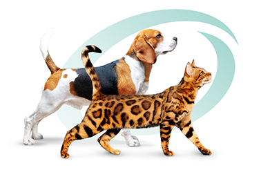 IMMUNITY SUPPORT MIX -  efektīvā antioksidanu, b-glukānu un prebiotiku saderība suņu un kaķu OPTIMEAL diētās