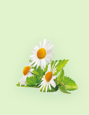 CONTIENT DES HERBES ET DES BAIES NATURELLES